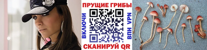 Псилоцибиновые грибы мицелий  закладки  kraken как войти  Каргат 